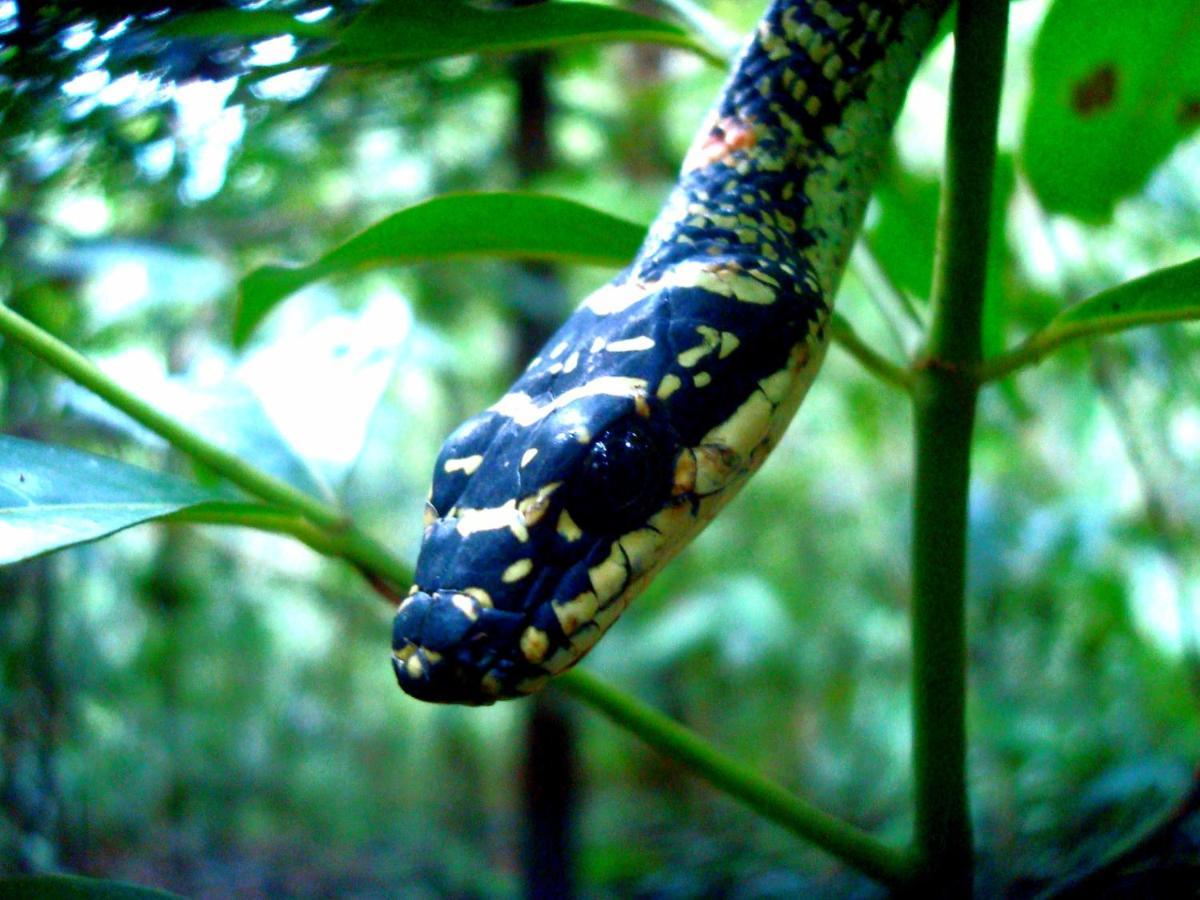 Rainforest River Bay دينيايا المظهر الخارجي الصورة