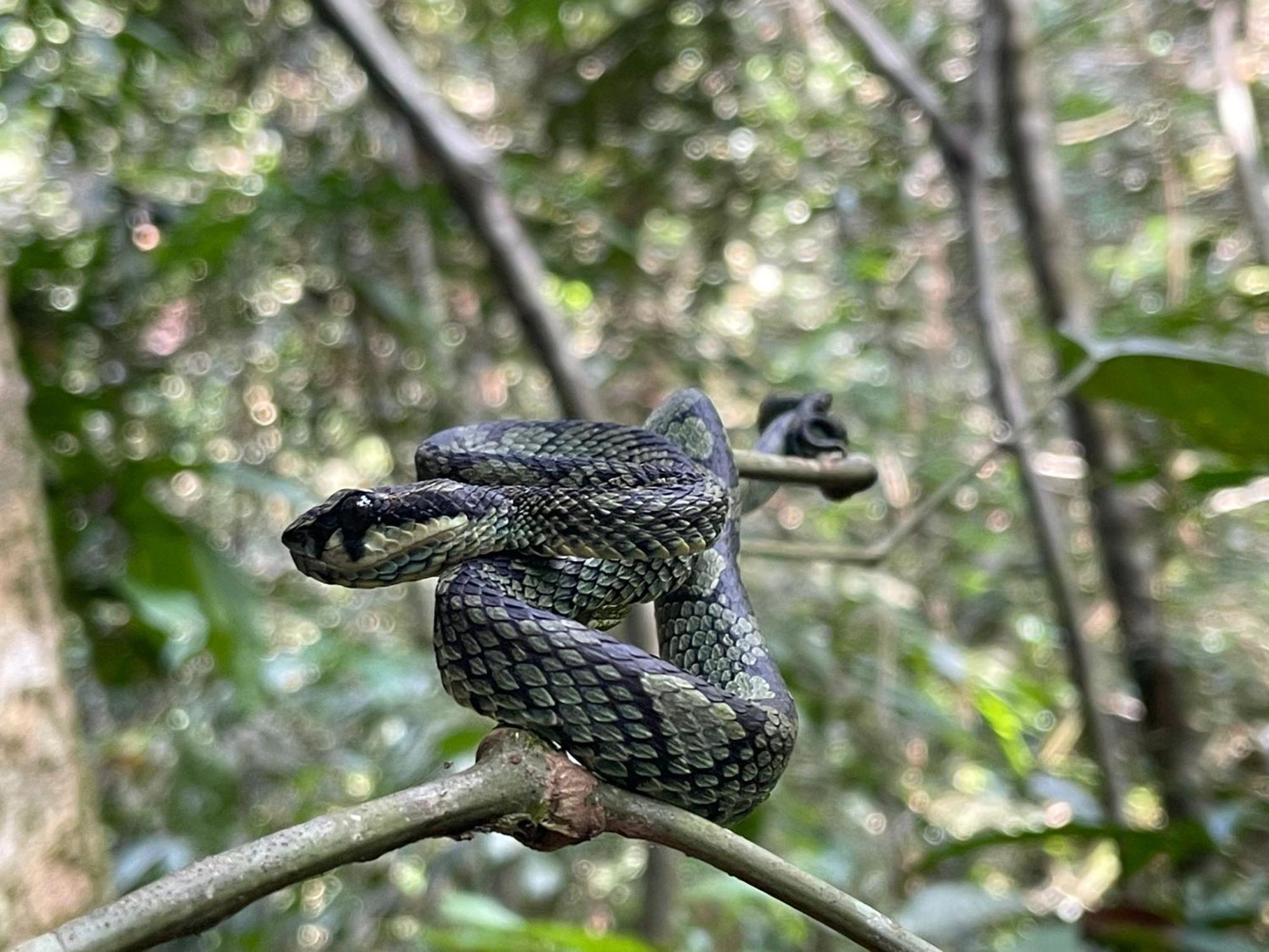 Rainforest River Bay دينيايا المظهر الخارجي الصورة